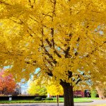 tree with yellow leaves