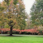 two large trees with green leaves