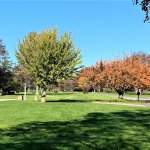 fall trees in distance