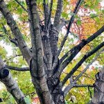 close up of tree branches and leaves