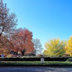multiple trees with yellow red and green leaves on a road