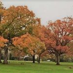 multiple trees with red orange and green leaves
