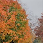 fall foliage multiple trees with orange and green leaves