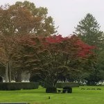 landscape with trees hedges and benches