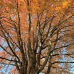 fall foliage tree with many branches with orange leaves