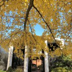fall foliage tree branch with yellow leaves