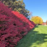 fall foliage shrub with red leaves