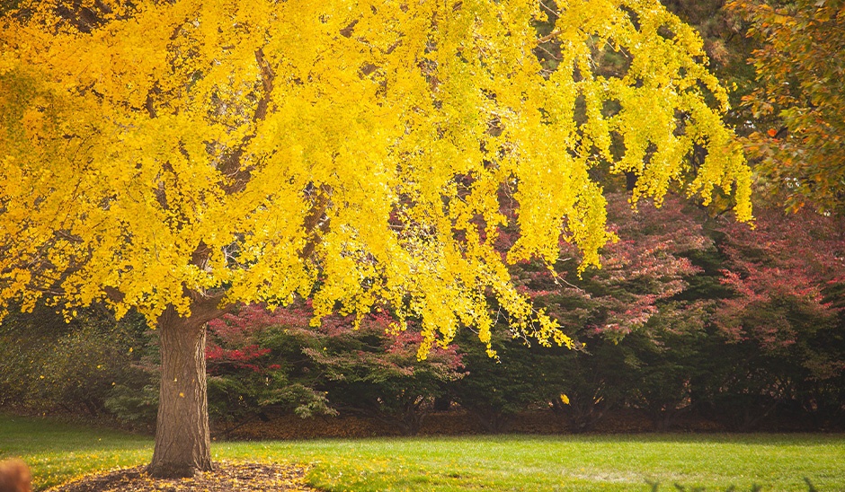 fall foliage tree with yellow leaves