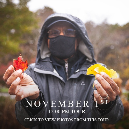 Fall Foliage Tour, Nov. 1st & Nov. 8th, 2020
