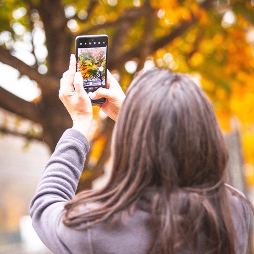 Fall Foliage Tour, Nov. 1st & Nov. 8th, 2020