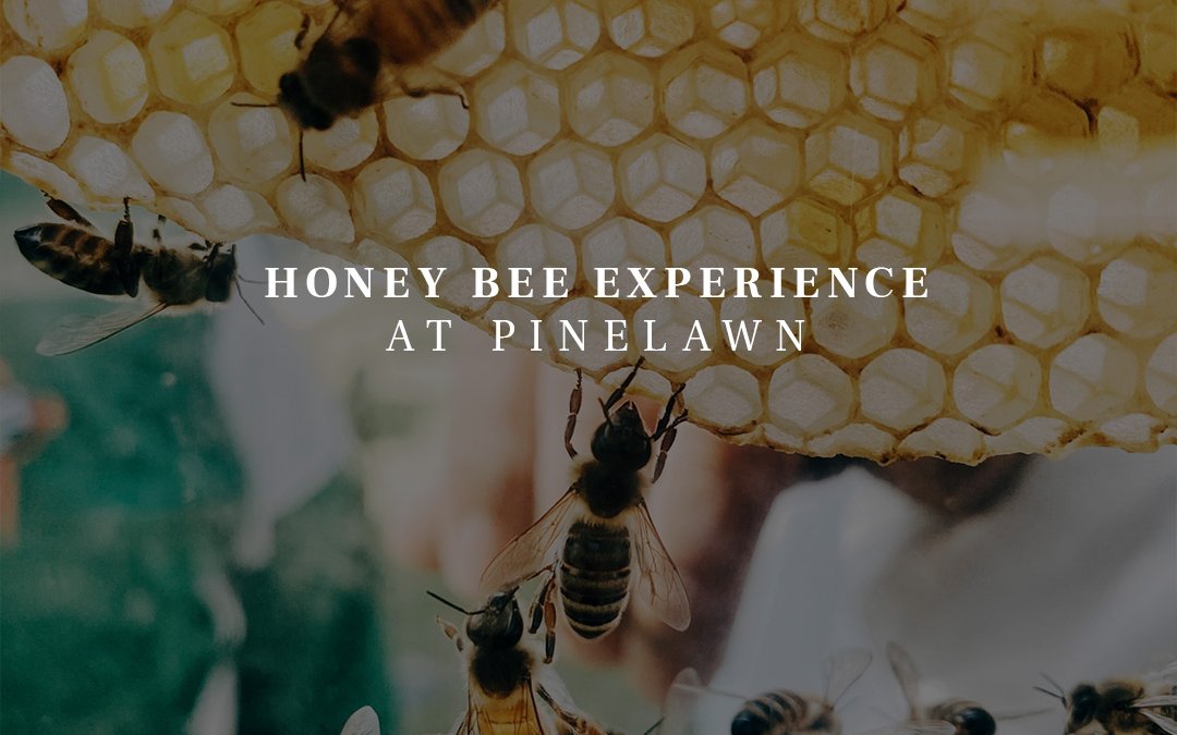 Honey Bee Experience