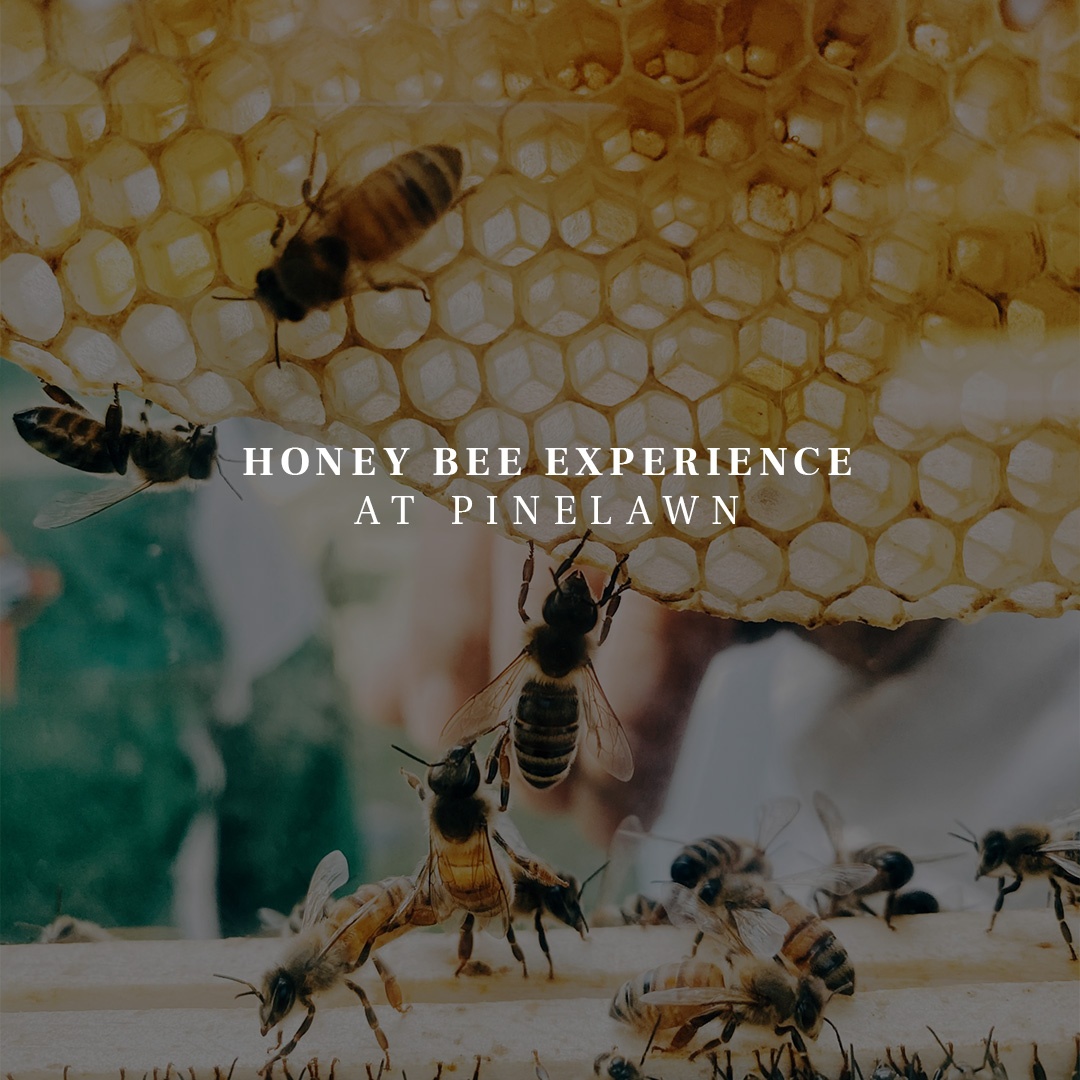 Honey Bee Experience