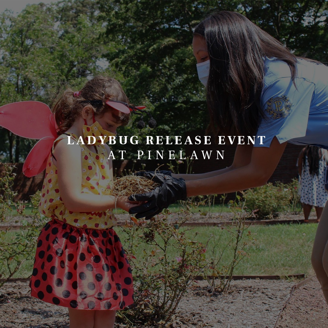 Lady Bug release event