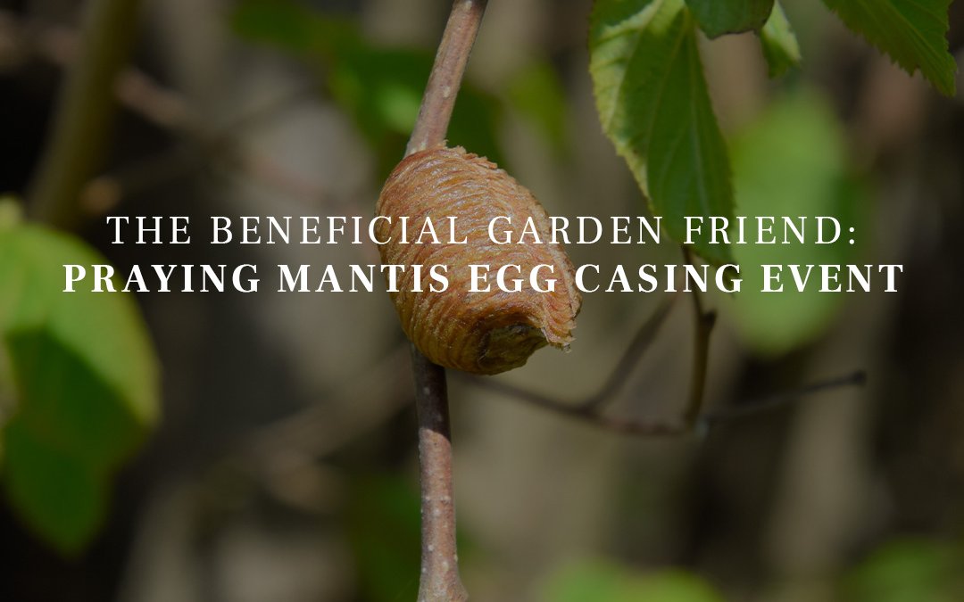 Praying mantis egg casing event