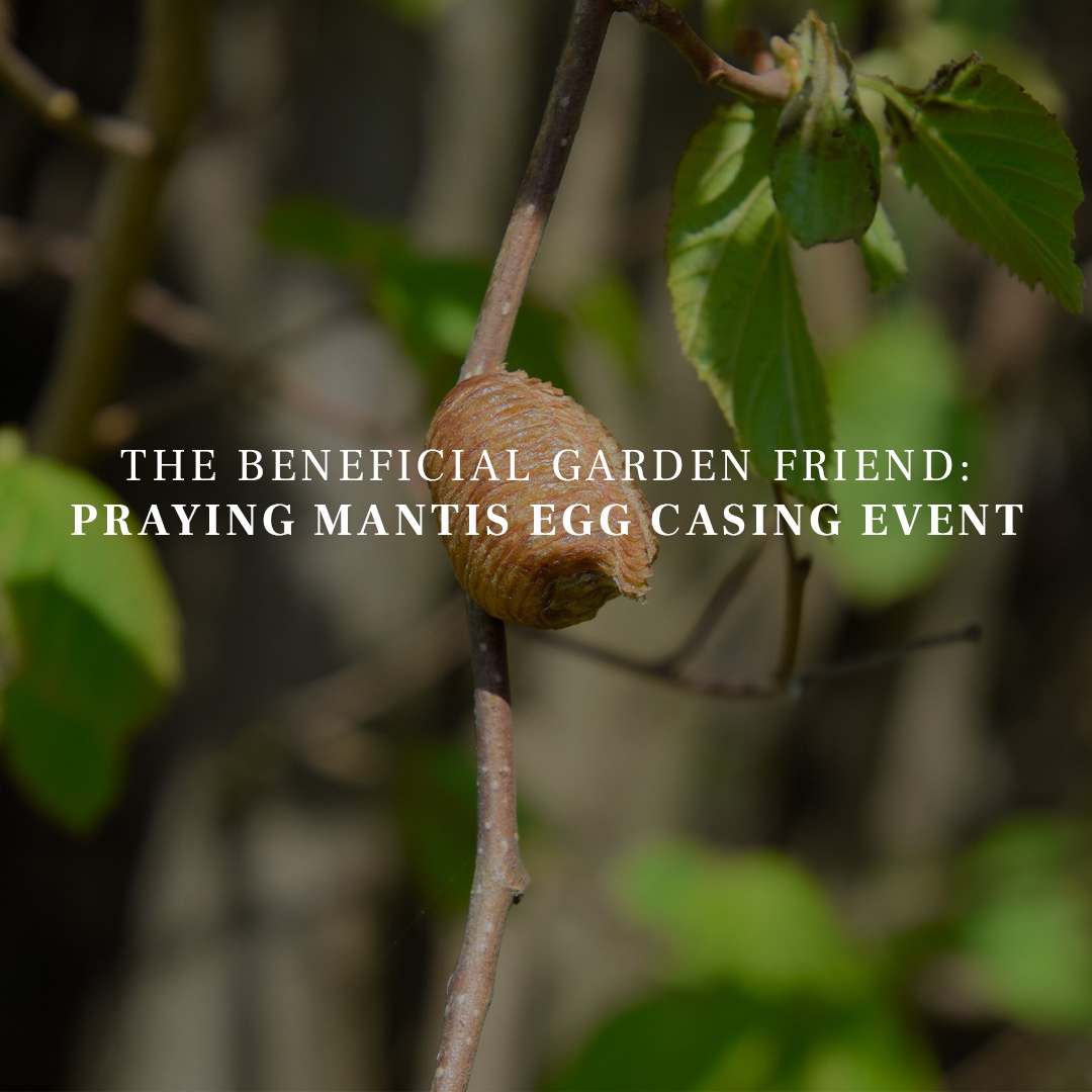 Praying mantis egg casing event