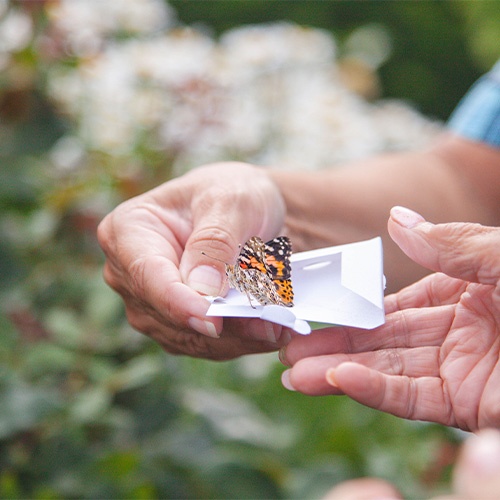 Butterfly Release Recap