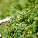 hand pointing to praying mantis egg casing on bush