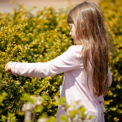 Praying Mantis Egg Casing Event 2022