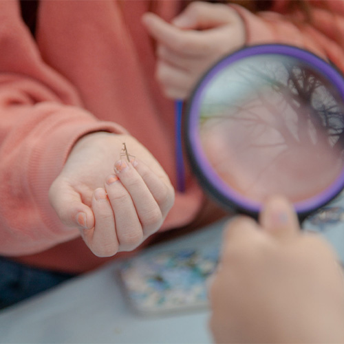 Praying Mantis Egg Casing Event 2022