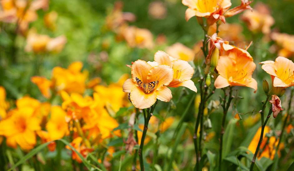 orange flowers in garden with butterfly