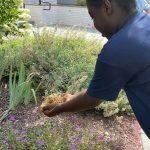 girl puts handful of ladybugs into garden