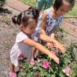 two young girls put ladybugs on rose bush in garden