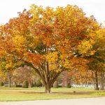 large tree with orange and yellow leaves