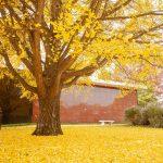 large tree with yellow leaves and yellow leaves on the ground