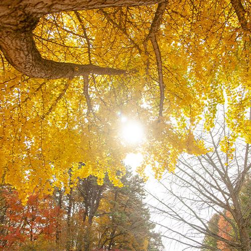 Fall Foliage Tour 2022