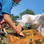 beekeeper guiding young boys hand on honey comb bee hive