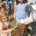 young girl scooping honey from piece of bee hive honey comb