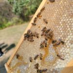 bees on honey comb up close