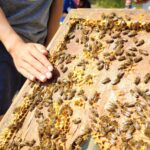 a lot of bees on honey comb up close with child's hand