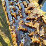 up close of honey on honey comb