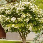 photo of tree with large white blossoms