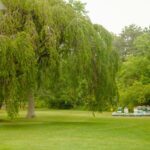 photo of tree with weeping willow branches