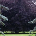 photo of a large tree framed by two smaller trees