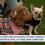 Paws of war service dogs attend candlelight remembrance vigil at Pinelawn cemetery