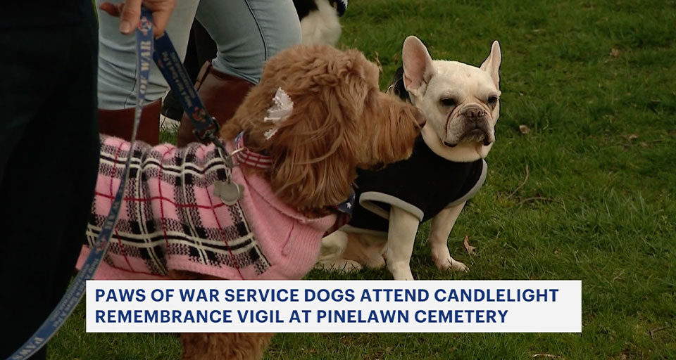 Paws of war service dogs attend candlelight remembrance vigil at Pinelawn cemetery