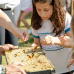 young girl taking honey from a honeycomb