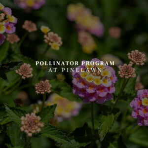 Pinelawn-Pollinator-Program